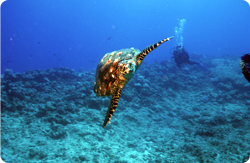 marineturtlespecies.jpg