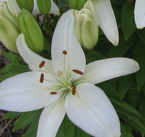 whiteroseflower.jpg