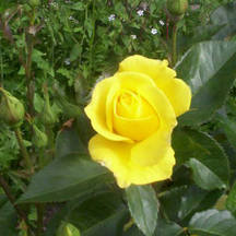 yellowrose.jpg